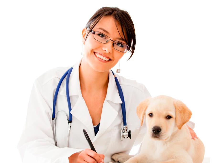 O que precisamos saber antes de levar o Pet ao veterinário