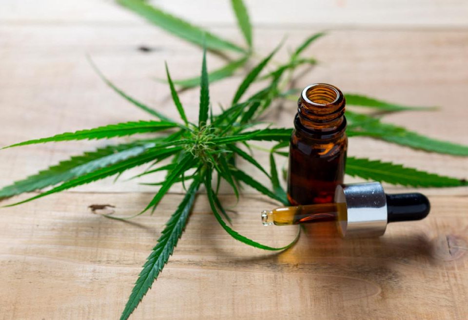 Juiz de Minas autoriza plantio de maconha para fins medicinais