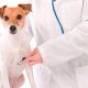 TRF4 decide que “pet shop” não é obrigada a contratar veterinário