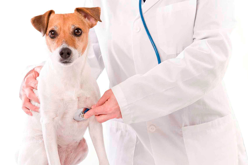 TRF4 decide que “pet shop” não é obrigada a contratar veterinário
