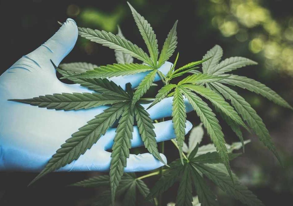 Defensoria Pública obtém habeas corpus para casal cultivar cannabis para uso medicinal