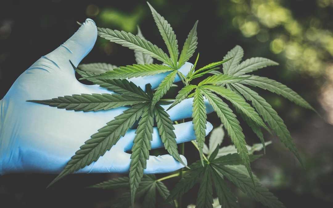 Defensoria Pública obtém habeas corpus para casal cultivar cannabis para uso medicinal
