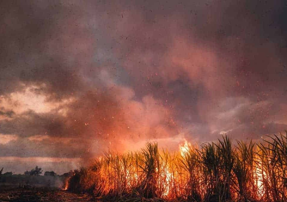 PF já tem provas para indiciar fazendeiros de MS por queimadas no Pantanal