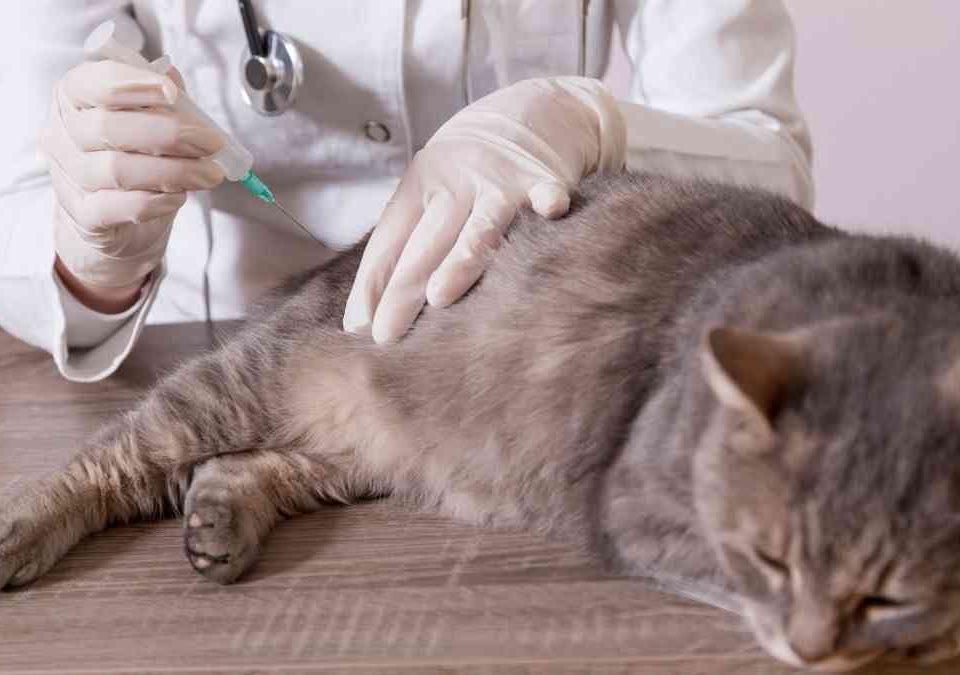 Vacinação Contra Raiva Animal em Cães e Gatos