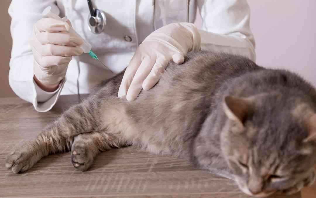 Vacinação Contra Raiva Animal em Cães e Gatos