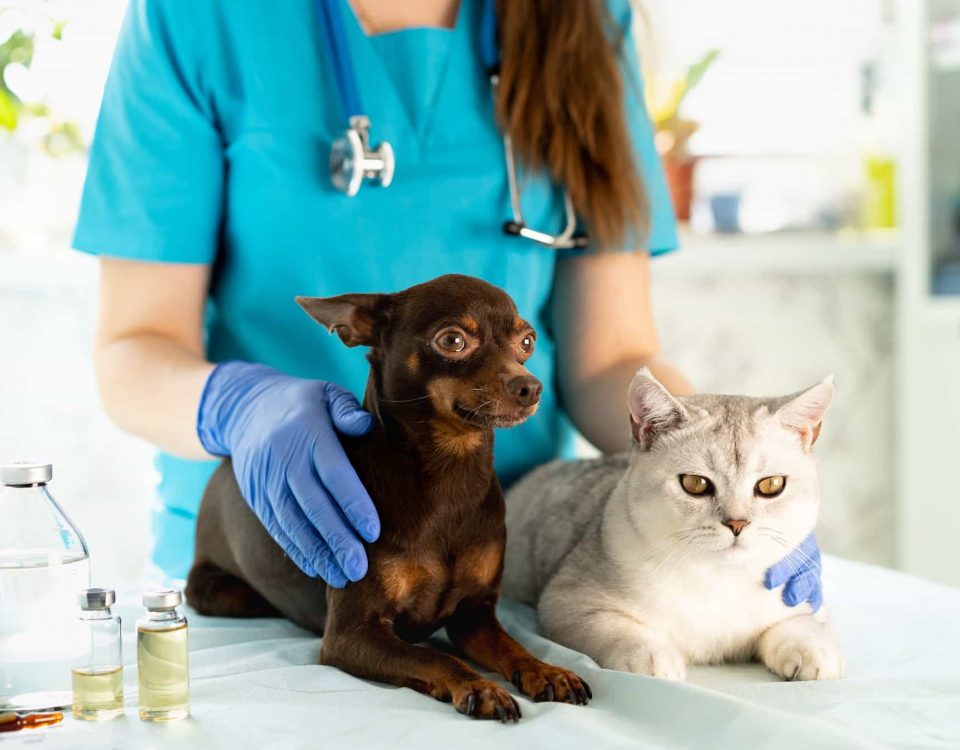 Clínica indeniza tutora após negligência dos veterinários em castração!