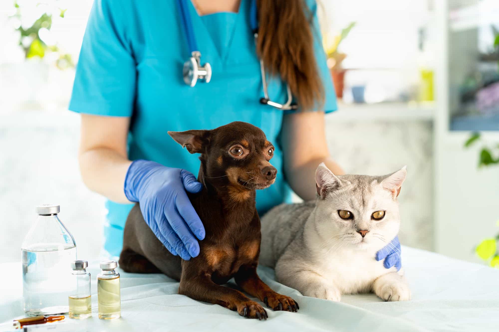Clínica indeniza tutora após negligência dos veterinários em castração!