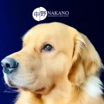 O legado de Joca: morte de cão durante voo gera debate sobre segurança e falta de regras para transporte aéreo de pets