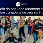 Tragédia do cão Joca reacende debate sobre transporte de pets no Brasil