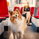 CDH aprova projeto que assegura cão de assistência em transportes coletivos