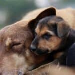 Governo do Brasil anuncia pacote de medidas para fortalecer a proteção animal