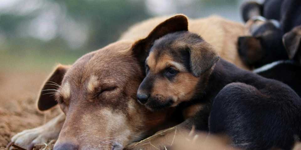 Governo do Brasil anuncia pacote de medidas para fortalecer a proteção animal