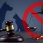 Exercício ilegal da Medicina Veterinária passa a ser crime no Brasil