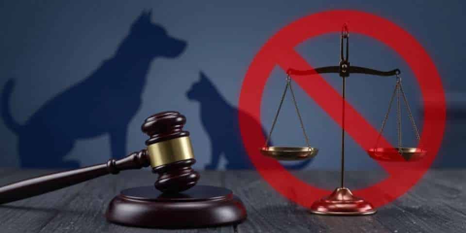 Exercício ilegal da Medicina Veterinária passa a ser crime no Brasil