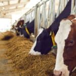 Sancionada ampliação de produtos em estoque público para alimentação animal