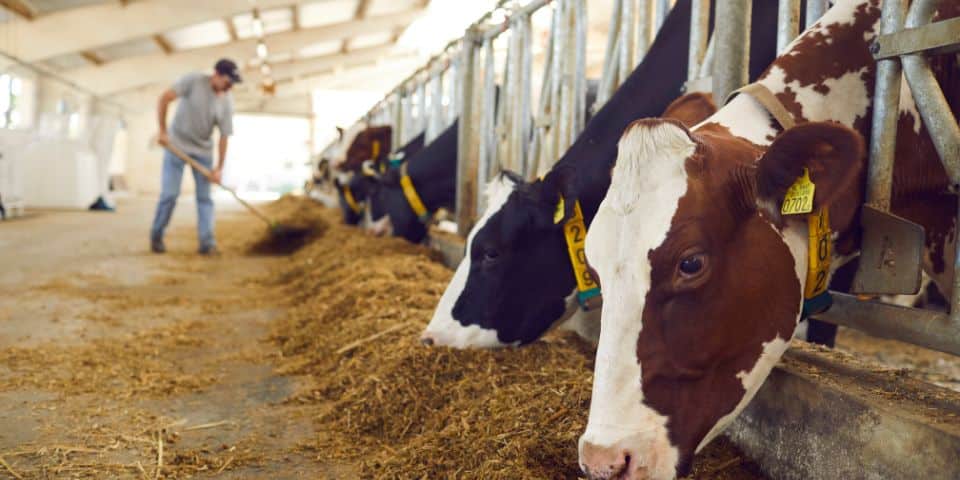 Sancionada ampliação de produtos em estoque público para alimentação animal